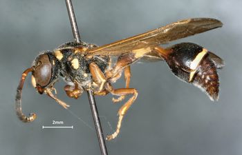 Media type: image;   Entomology 31087 Aspect: habitus lateral view